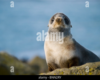 Portrait d'un jeune Otarie à fourrure du Nord, l'île Saint-Paul, l'Alaska, l'été Banque D'Images