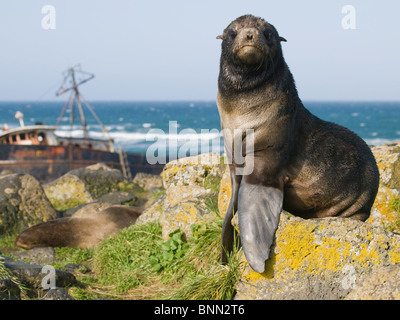 Portrait d'une otarie mâle juvénile avec naufrage du bateau de pêche en arrière-plan, l'île Saint-Paul, l'Alaska, l'été Banque D'Images