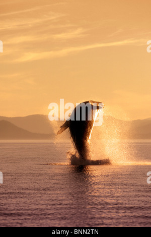 Humpback Whale Breaching dans le passage de l'intérieur SE AK été éclairé par LED Banque D'Images