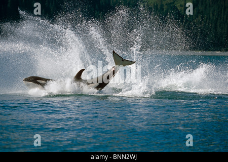 La rupture double Orcas Bainbridge Passage Prince William Sound, Alaska sud d'été Banque D'Images