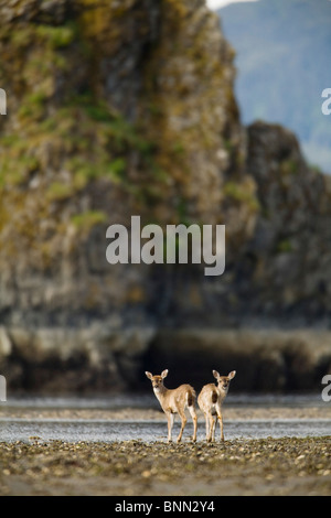 Deux femmes du cerf à queue noire de Sitka debout sur la plage de Boswell Bay, l'île de Hinchinbrook, Prince William Sound, Alaska Banque D'Images