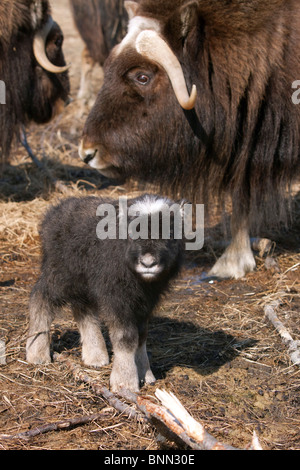 Un veau Boeuf musqué nouvellement né avec la mère à l'Alaska Wildlife Conservation Center en Alaska Banque D'Images