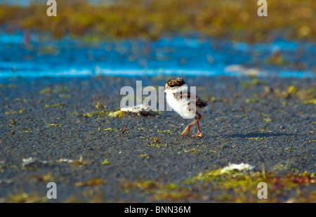 Un pluvier semipalmé chick promenades le long de la plage sur l'île de Middleton en début d'été, de l'Alaska Banque D'Images