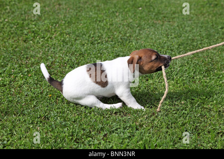 Jack Russel terrier tire sur une corde Banque D'Images