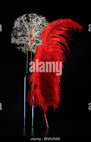 Plume rouge fleur vase noire vient de dray Banque D'Images