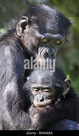 Mère Bonobo (pan paniscus) et ses jeunes Banque D'Images