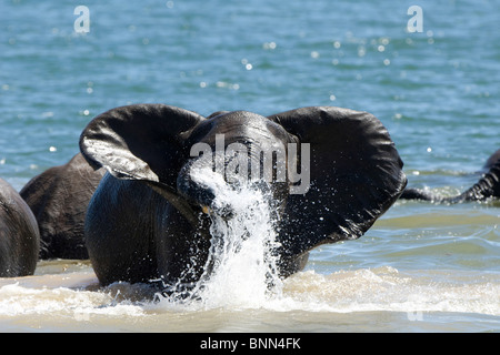 Les éléphants d'Afrique Loxodonta africana nager dans le lac Kariba au Zimbabwe Banque D'Images