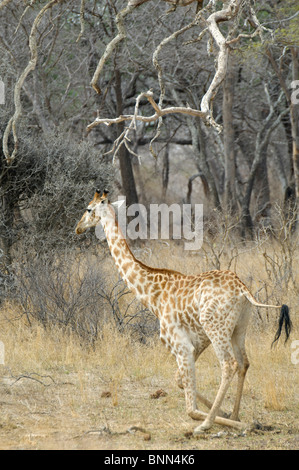 Girafe du parc national de Hwange au Zimbabwe Banque D'Images