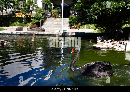 Une black swan la natation dans la piscine Banque D'Images