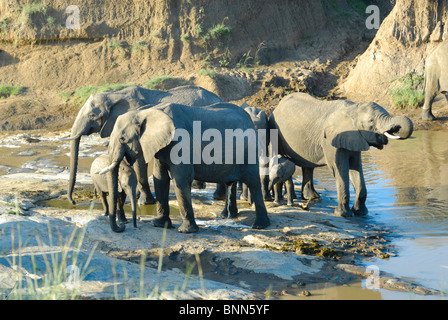 L'éléphant d'Afrique, Loxodonta africana, de la rivière Talek, Masai Mara National Reserve, Kenya Banque D'Images