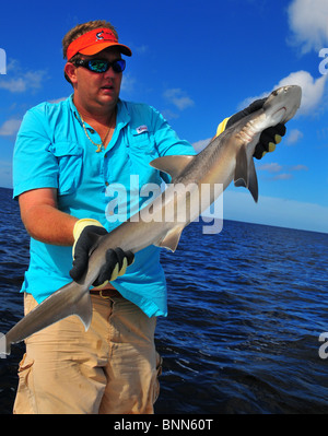 Un guide de pêche côtière ascenseurs un petit bonnet requin tête pris sur les méplats de la Floride. Banque D'Images