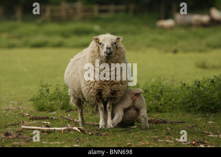 Un agneau de lait de brebis de sa mère dans un champ de moutons Banque D'Images