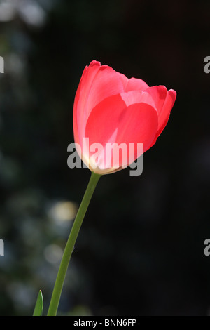 Une seule tulipe rose qui est rétro-éclairé contre un fond ombragé. Prises en format vertical. Banque D'Images