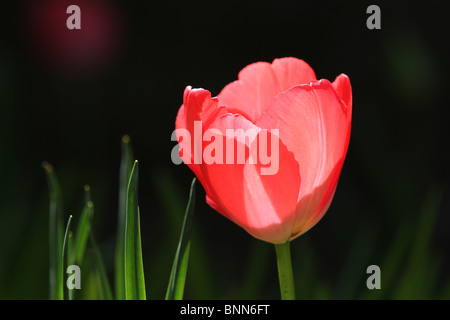 Une seule tulipe rose qui est rétro-éclairé contre un fond ombragé Banque D'Images