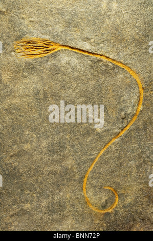 Fossile de crinoïde Banque D'Images