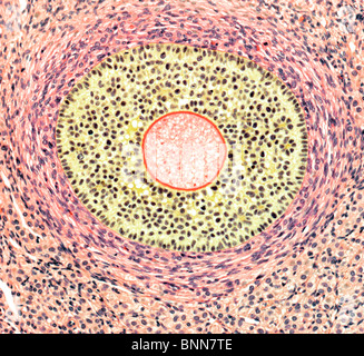 Follicule ovarien, lumière microphotographie Banque D'Images