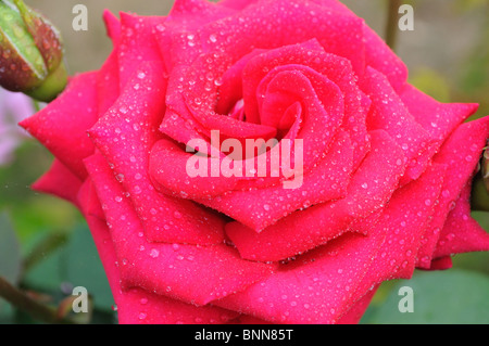 Close up of red rose avec des gouttes de pluie sur les pétales Banque D'Images