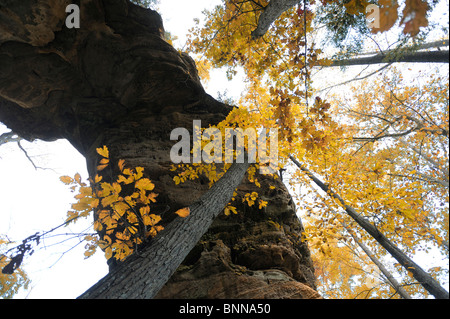 Grays Arch Daniel Boone National Forest La Red River Gorge Kentucky USA zone géologique Banque D'Images