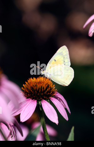 Un papillon commun, Colias philodice, se nourrissant d'une l'échinacée, Echinacea purpurea. New Jersey, USA, Amérique du Nord. Banque D'Images