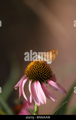 Une femme Skipper, Fiery hylephila phyleus, papillon qui se nourrit d'une Purple Coneflower, Echinacea purpurea. New Jersey, USA,. Banque D'Images