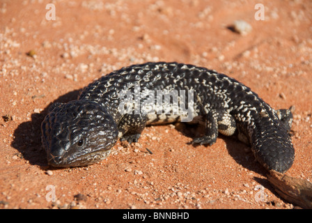 Un Shingleback Tiliqua rugosa palarra () au soleil sur le sable rouge sur la péninsule Peron, Shark Bay, une zone du patrimoine mondial, à l'ouest de l'Australie. Banque D'Images