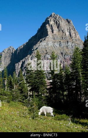 La chèvre de montagne Oreamnos americanus le glacier national park USA Montana montagnes meadow Banque D'Images