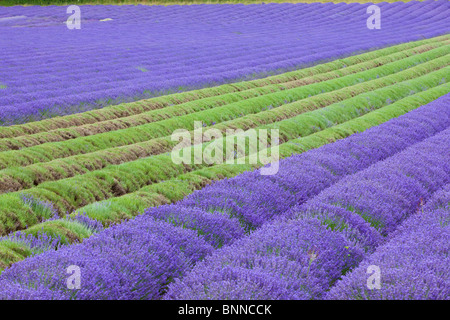 Champ de lavande récolté en partie à côté d'une ferme château225 entre Eynesford et Shoreham, vallée de la Darent, Kent, UK, l'été Banque D'Images