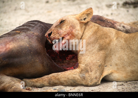 Lionne manger un gnou, Selous, Tanzanie Banque D'Images