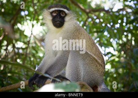 Un singe à Entebbe Botanical Gardens, de l'Ouganda, l'Afrique de l'Est Banque D'Images