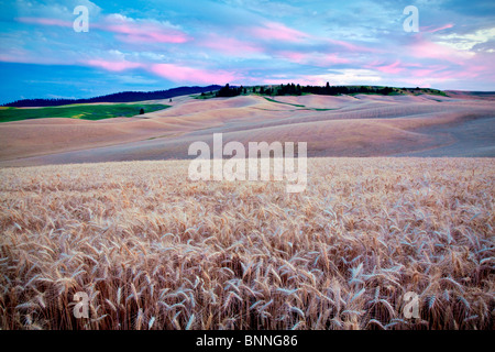 Le coucher et le champ de blé. La Palouse, Washington Banque D'Images