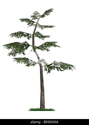 Modèle 3D d'un pin isolé sur fond blanc Banque D'Images