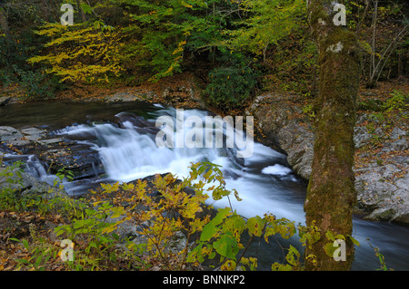 Cascade de Laurel Creek forest Great Smoky Mountains National Park Utah USA Banque D'Images