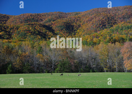 Cades Cove cerf couleurs d'Automne Couleurs Great Smoky Mountains National Park Utah USA Amérique États-Unis d'Amérique forest Banque D'Images