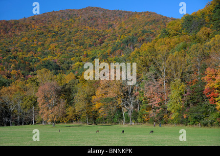 Cades Cove cerf couleurs d'Automne Couleurs Great Smoky Mountains National Park Utah USA Amérique États-Unis d'Amérique forest Banque D'Images