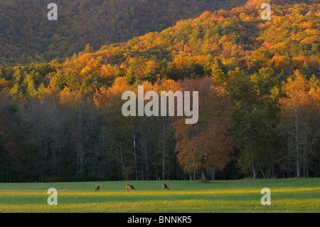 Cades Cove cerf couleurs d'Automne Couleurs Great Smoky Mountains National Park Utah USA Amérique États-Unis d'Amérique forest Banque D'Images