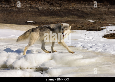 Loup gris Canis lupus Minnesota United States dans Banque D'Images