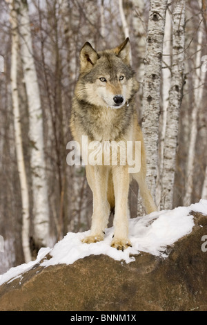 Loup gris Canis lupus Minnesota United States dans Banque D'Images