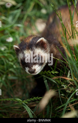 Le Putois Mustela putorius européen, au Royaume-Uni. (Captive) Banque D'Images