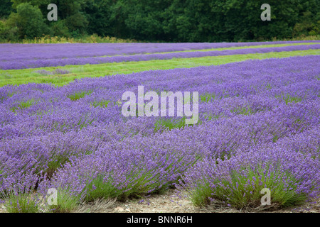 Champ de lavande récolté en partie à côté d'une ferme château225 entre Eynesford et Shoreham, vallée de la Darent, Kent, UK, l'été Banque D'Images