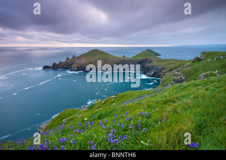 Bluebells de plus en plus sur la Cornish clifftops regardant vers la péninsule de croupions, Cornwall, Angleterre. Printemps (mai) 2009. Banque D'Images