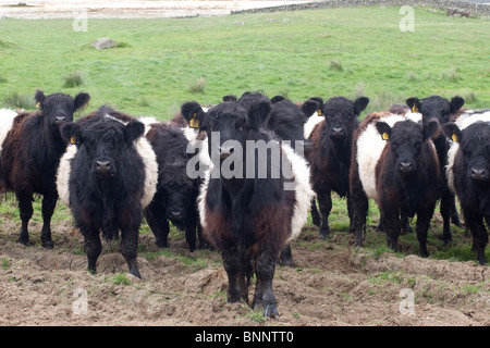 Belted Galloway cattle en itinérance sur le Machars, Dumfries et Galloway, Écosse Banque D'Images