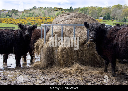 À partir de l'alimentation des bovins Galloway creux autour de Vale de flotte, Dumfries et Galloway, Écosse Banque D'Images