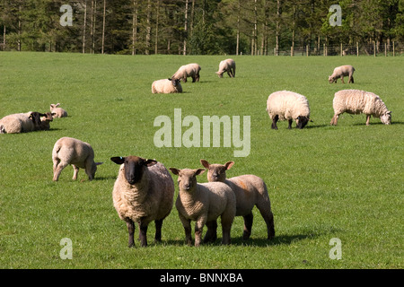 Troupeau de moutons et agneaux de race le pâturage à Dalton, Dumfries et Galloway, Écosse Banque D'Images