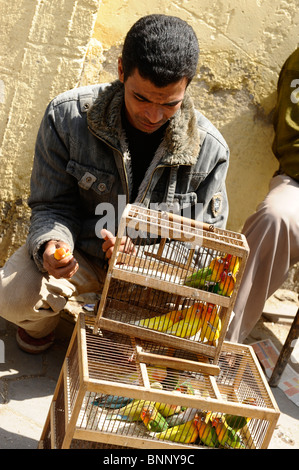 Vente égyptien perruches , Marché des oiseaux près de la citadelle, Le Caire, Egypte Banque D'Images