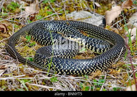 Snake snake whip whip ouest colubridés v. Hierophis viridiflavus colubridae couleuvre serpent Reptiles Reptiles protégés vue générale Banque D'Images