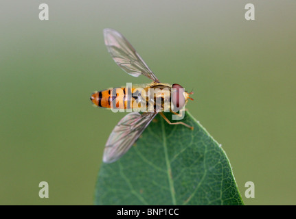 Episyrphus balteatus Hoverfly, marmelade, Syrphidae, Diptères Banque D'Images