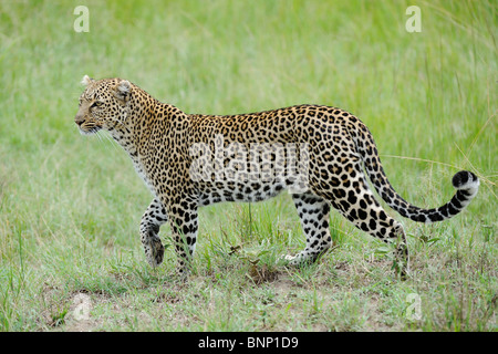 Leopard marche à talek river banks, Masai Mara, Kenya Banque D'Images