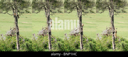 Leopard sur un arbre, Masai Mara, Kenya Banque D'Images
