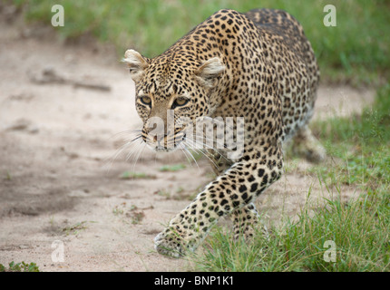 Leopard marche à talek river banks, Masai Mara, Kenya Banque D'Images