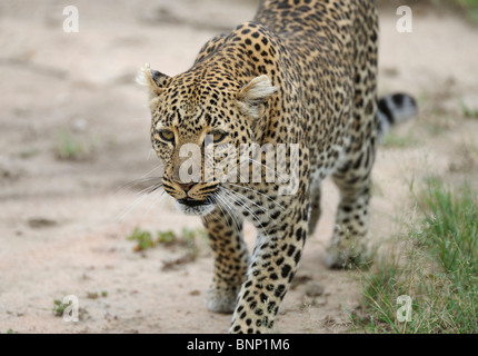 Leopard marche à talek river banks, Masai Mara, Kenya Banque D'Images